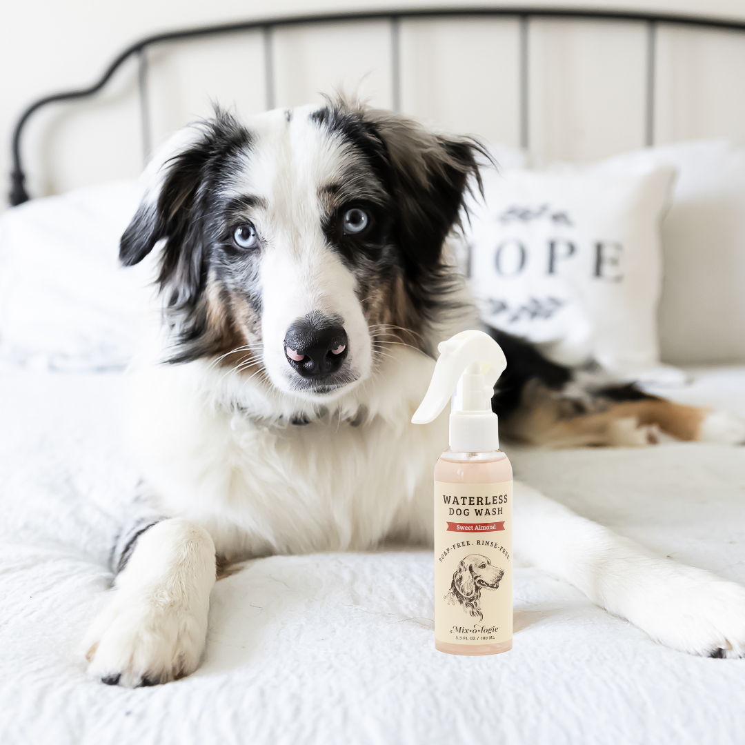 Sweet Almond | Waterless Dog Wash